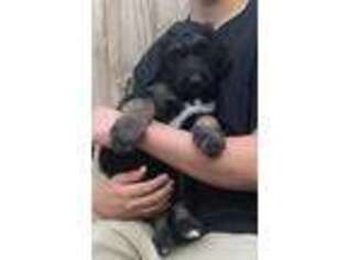 Goldendoodle Puppy for sale in Hickory, NC, USA