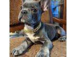 French Bulldog Puppy for sale in Oaklyn, NJ, USA