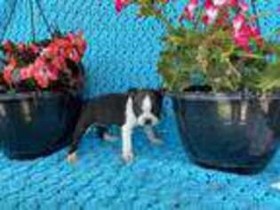 Boston Terrier Puppy for sale in Burlington, MI, USA