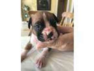 Boxer Puppy for sale in Chesterfield, SC, USA