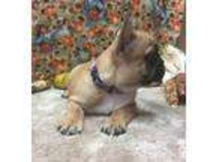French Bulldog Puppy for sale in Fort Lupton, CO, USA