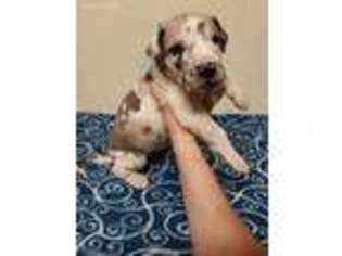 Great Dane Puppy for sale in Conway, AR, USA