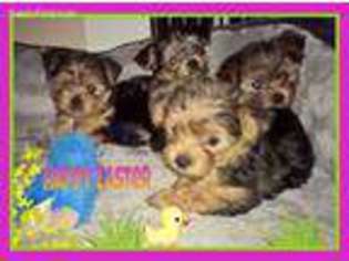 Yorkshire Terrier Puppy for sale in Troy, AL, USA