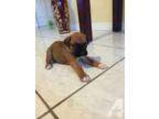 Boxer Puppy for sale in CLEWISTON, FL, USA