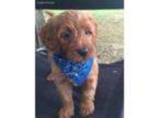 Goldendoodle Puppy for sale in Perry, AR, USA