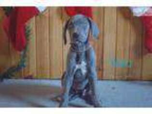 Great Dane Puppy for sale in Canton, OH, USA