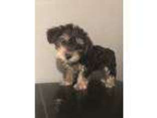 Yorkshire Terrier Puppy for sale in Sunbury, OH, USA