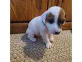 Jack Russell Terrier Puppy for sale in Yelm, WA, USA
