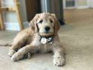 Goldendoodle Puppy for sale in Athens, GA, USA