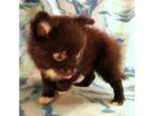 Mutt Puppy for sale in Jonesborough, TN, USA