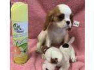 Cavalier King Charles Spaniel Puppy for sale in Lynden, WA, USA