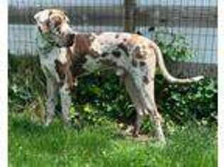 Great Dane Puppy for sale in Alamosa, CO, USA