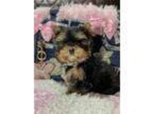 Yorkshire Terrier Puppy for sale in Newport, TN, USA