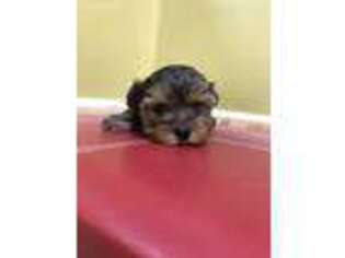 Yorkshire Terrier Puppy for sale in Diamond Bar, CA, USA