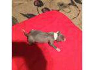 Italian Greyhound Puppy for sale in Leakey, TX, USA