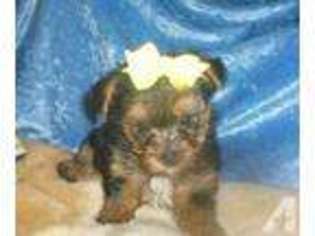 Yorkshire Terrier Puppy for sale in PRAIRIE GROVE, AR, USA