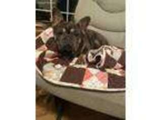 French Bulldog Puppy for sale in Friday Harbor, WA, USA