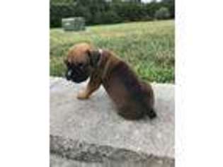 Boxer Puppy for sale in Mount Vernon, MO, USA