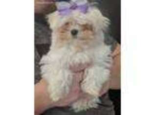 Maltese Puppy for sale in Wayland, NY, USA
