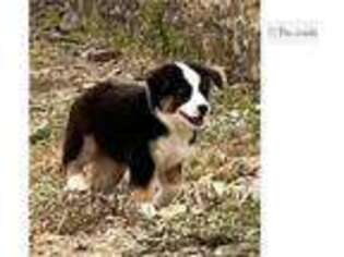 Australian Shepherd Puppy for sale in Abilene, TX, USA