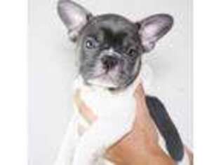 French Bulldog Puppy for sale in Pembroke Pines, FL, USA