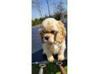 Cocker Spaniel Puppy for sale in Morrison, TN, USA