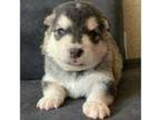 Alaskan Malamute Puppy for sale in Anthony, TX, USA