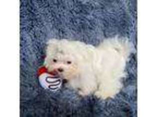Maltese Puppy for sale in West Unity, OH, USA
