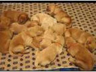 Golden Retriever Puppy for sale in Redwood City, CA, USA