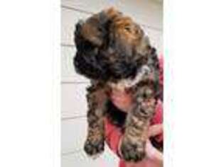 Saint Berdoodle Puppy for sale in Newton, KS, USA