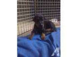 Doberman Pinscher Puppy for sale in INDIANAPOLIS, IN, USA