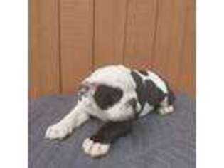 Bulldog Puppy for sale in Henderson, CO, USA