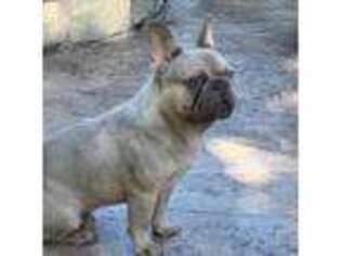 French Bulldog Puppy for sale in Friendswood, TX, USA