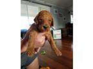 Mutt Puppy for sale in Negaunee, MI, USA