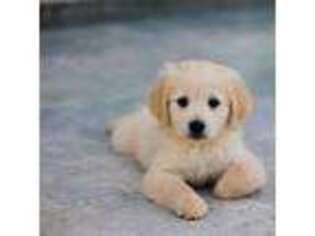 Mutt Puppy for sale in Athens, OH, USA