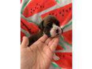 Boxer Puppy for sale in Hamilton, NC, USA