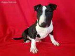 Bull Terrier Puppy for sale in North Collins, NY, USA