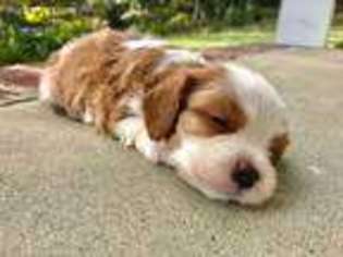 Cavalier King Charles Spaniel Puppy for sale in Rome, GA, USA