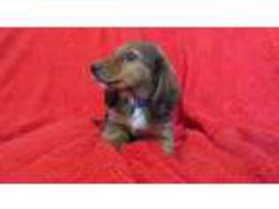 Dachshund Puppy for sale in Woodbury, NJ, USA