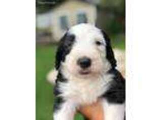 Old English Sheepdog Puppy for sale in Linden, MI, USA