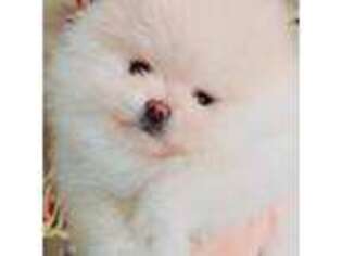 Pomeranian Puppy for sale in Muncie, IN, USA