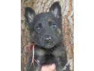 German Shepherd Dog Puppy for sale in DUNNELLON, FL, USA