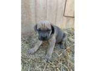 Cane Corso Puppy for sale in Fleetwood, PA, USA
