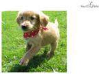 Goldendoodle Puppy for sale in Wichita, KS, USA