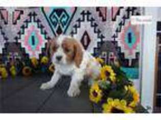 Cavalier King Charles Spaniel Puppy for sale in Fort Wayne, IN, USA