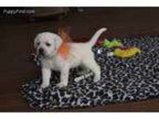 Labrador Retriever Puppy for sale in Terrell, TX, USA