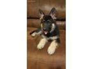German Shepherd Dog Puppy for sale in Barnsdall, OK, USA