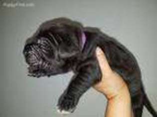 Neapolitan Mastiff Puppy for sale in Cedar Creek, TX, USA