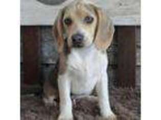 Beagle Puppy for sale in West Plains, MO, USA