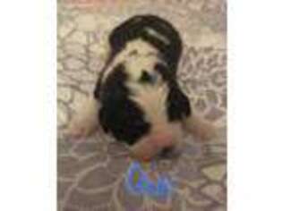 Saint Bernard Puppy for sale in Mondovi, WI, USA